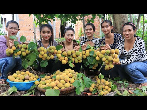 Fresh Santol fruit in my village eating with chili salt - Amazing video