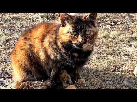 Hungry Street Cat Ditches Ground Beef, opting for cat food