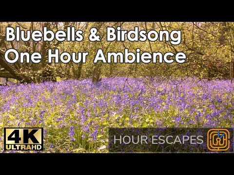 4K Bluebell Woods - One Hour Ambient Sound and Video