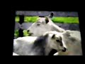 Today S Creatures Is The Goats And Pigs 1