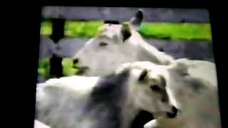 today's creatures is the goats 🐐 and pigs 🐖 (1)