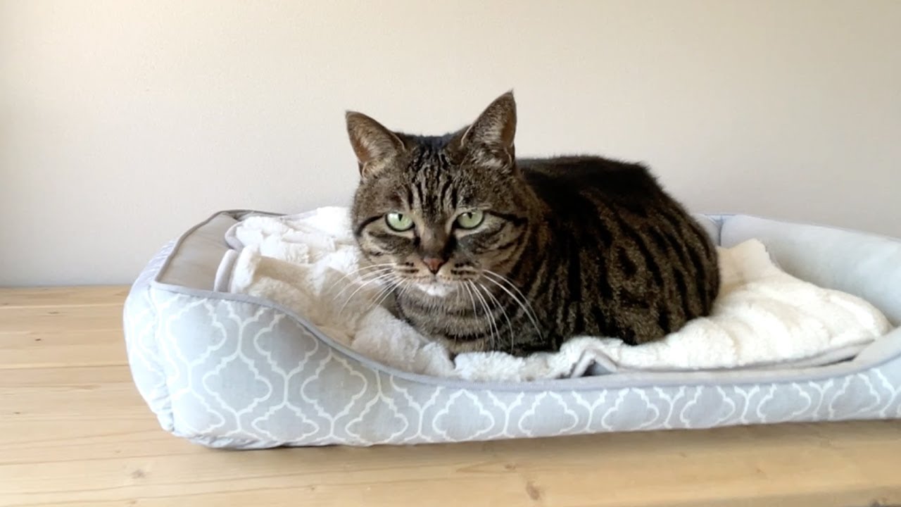 実家で一人暮らしをしていた猫（ミコ）の日常