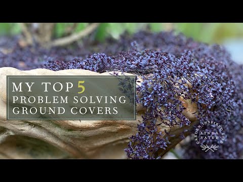 image-What is the best ground cover for a garden? 