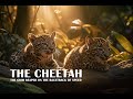 Cheetah The Speed King Of The Savannah A Child Exploring Nature