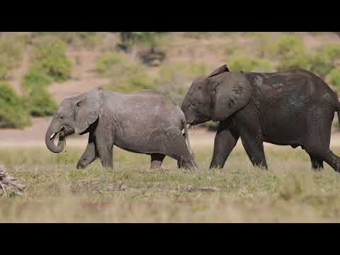 image-Who owns Chobe Game Lodge?