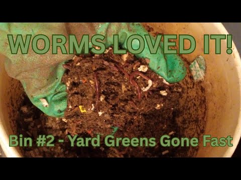 Bin #2 Check-In — Worms Loved the Foraged Greens