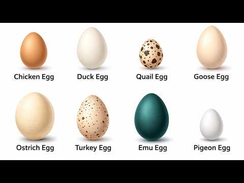 Every Egg Explained