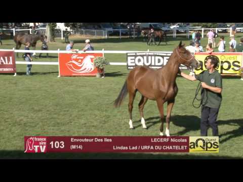 Sow AQPS Le Lion 2016 : Lot 103 - Envouteur Des Iles