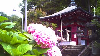 【トイデジ】山口観音とあさがお【デジタルハリネズミ】【所沢市】【vlog】【ブイログ】#Japan #photography #ToyCamera