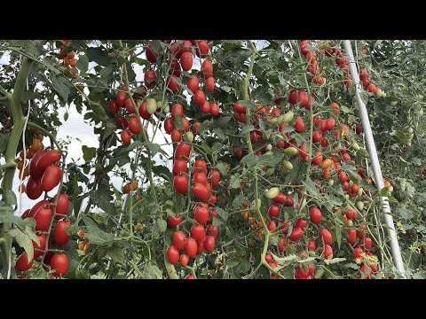 トマトの黒いお尻と自然に戦うにはどうすればよいですか？  庭園