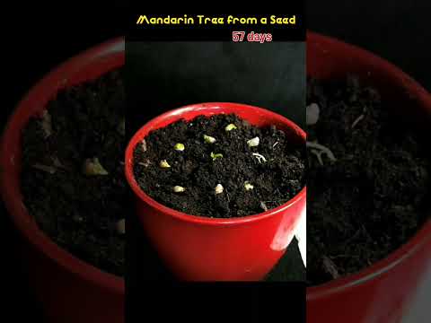 How to Grow a Citrus / Mandarin Tree from a Seed 57 days Time-Lapse