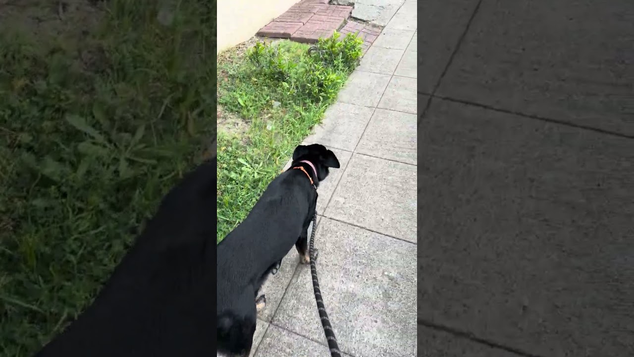 Enlarge Ava, a ADOPTABLE mixed breed in San Francisco, CA video 2/6