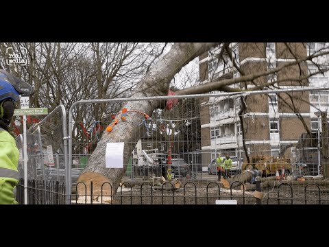 Final battle for trees at Dixon Clark Court in Highbury, north London.