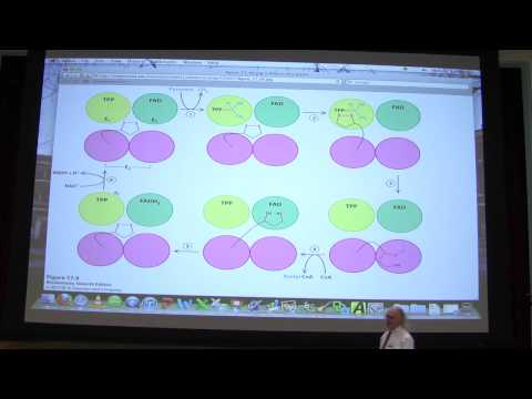 #28 Biochemistry Citric Acid Cycle Lecture for Kevin Ahern's BB 451/551