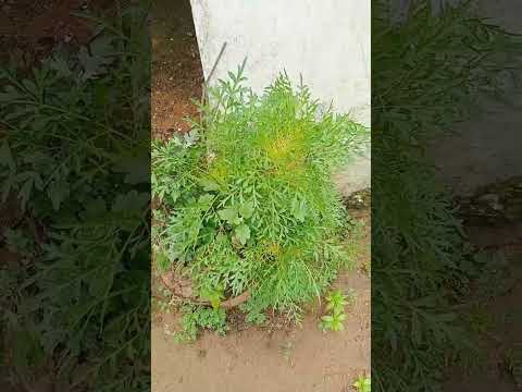 flower 🌹🌹 plants and the beautiful butterfly on drashx...