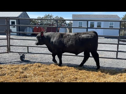 2025 Q4Q Lot 17 Silverado Bird Dog 3483