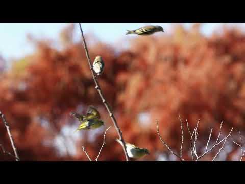 ヨーゼフ・シュトラウス：ワルツ「マヒワ」 Op.114［ナクソス・クラシック・キュレーション #ニューイヤー］／Josef, Strauss：Die Zeisserln, Walzer, Op.114