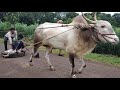 Practicing For Ox Cart Race Bullock Cart Race