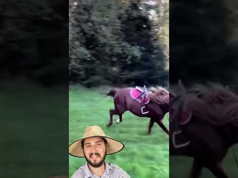 Bay horse when it goes out to the field it comes out euphoric