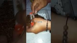 Download lagu linting rokok cepat dan rapih | Tingwe | gizeh #shorts #ytshorts #viralshorts #rokok #cigarette mp3