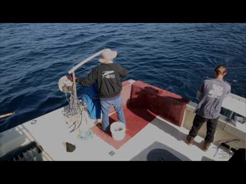 PIER Swordfish Deep-set Buoy Gear