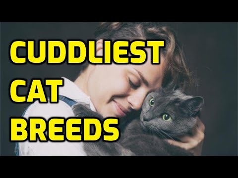 10 Most Cuddly And Affectionate Lap Cat Breeds