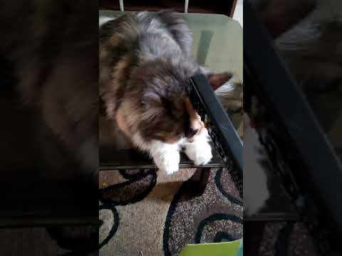 Cat (Candy) is in relaxing mood