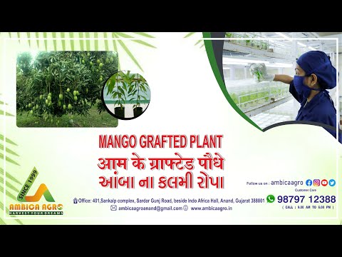 NEELAM MANGO PLANT