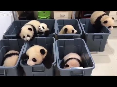 Adorable Panda Cubs Try to Climb Out of Plastic Tubs