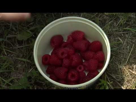 Reč struke ep. 167 05.04.2018. NAJAVA