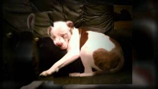 Sasha, "our light", now needs surgery