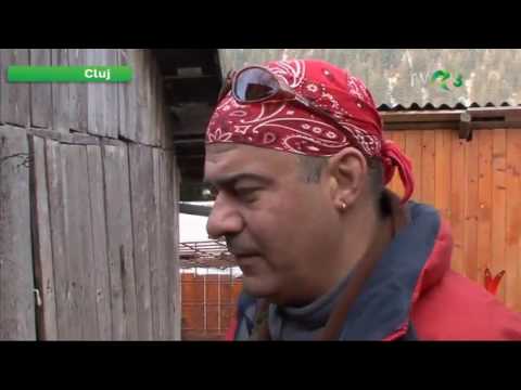 Natură şi aventură - Câini de sanie în România