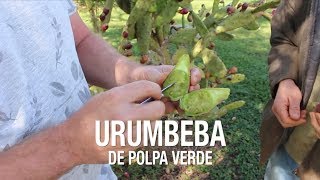 Miniatura do vídeo