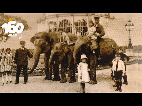 De geschiedenis van Diergaarde Blijdorp: olifanten