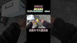 【閲覧注意】魚（ヒラソウダガツオ　45センチ）の処理中で大量出血！#shorts #釣り #ショアジギング