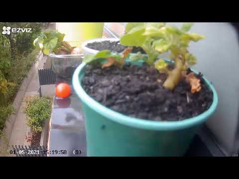 HzBen - Timelapse 2021