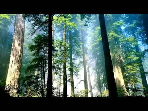 Vibrasphere - Forest Fuel