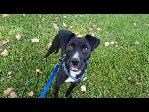 Petey, an adopted Labrador Retriever & Boxer Mix in Normal, IL_image-1