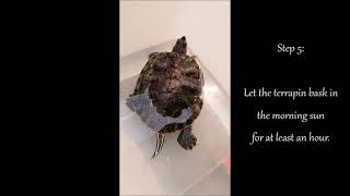 How to treat shell rot in a red-eared slider