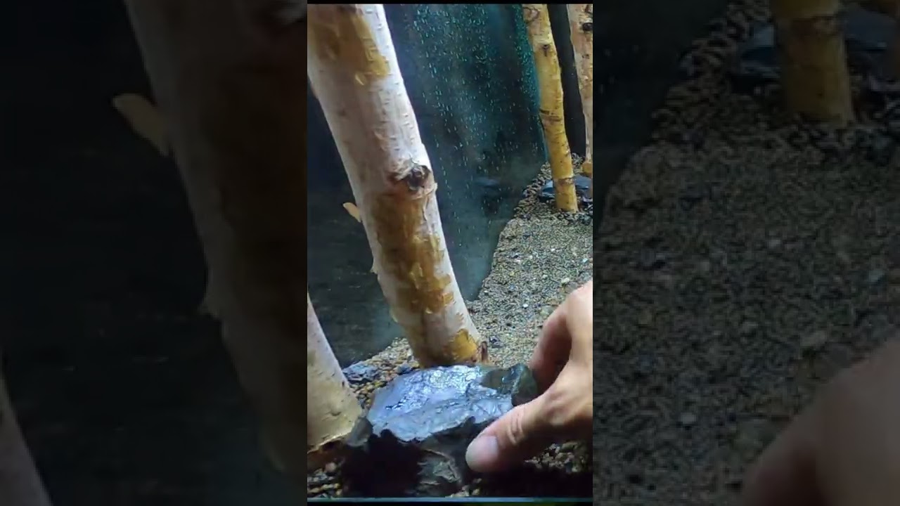 Making a rainy birch forest #Shorts