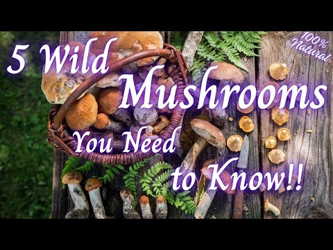 5 Wild Mushrooms You Can Forage Safely | Health Benefits & Dangerous Look-Alikes