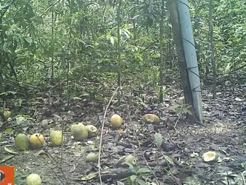 Câmera de trilha buchel ( cutias , macucos , paca)