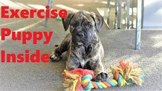 How You Can Exercise Puppy Drain Their Energy Inside