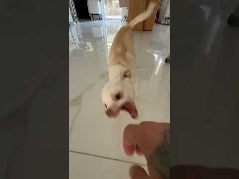 The most angry chihuahua in the world🤣