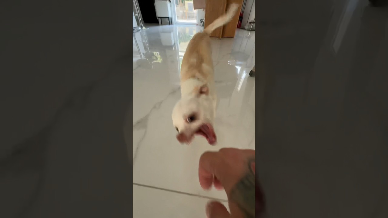 The most angry chihuahua in the world🤣