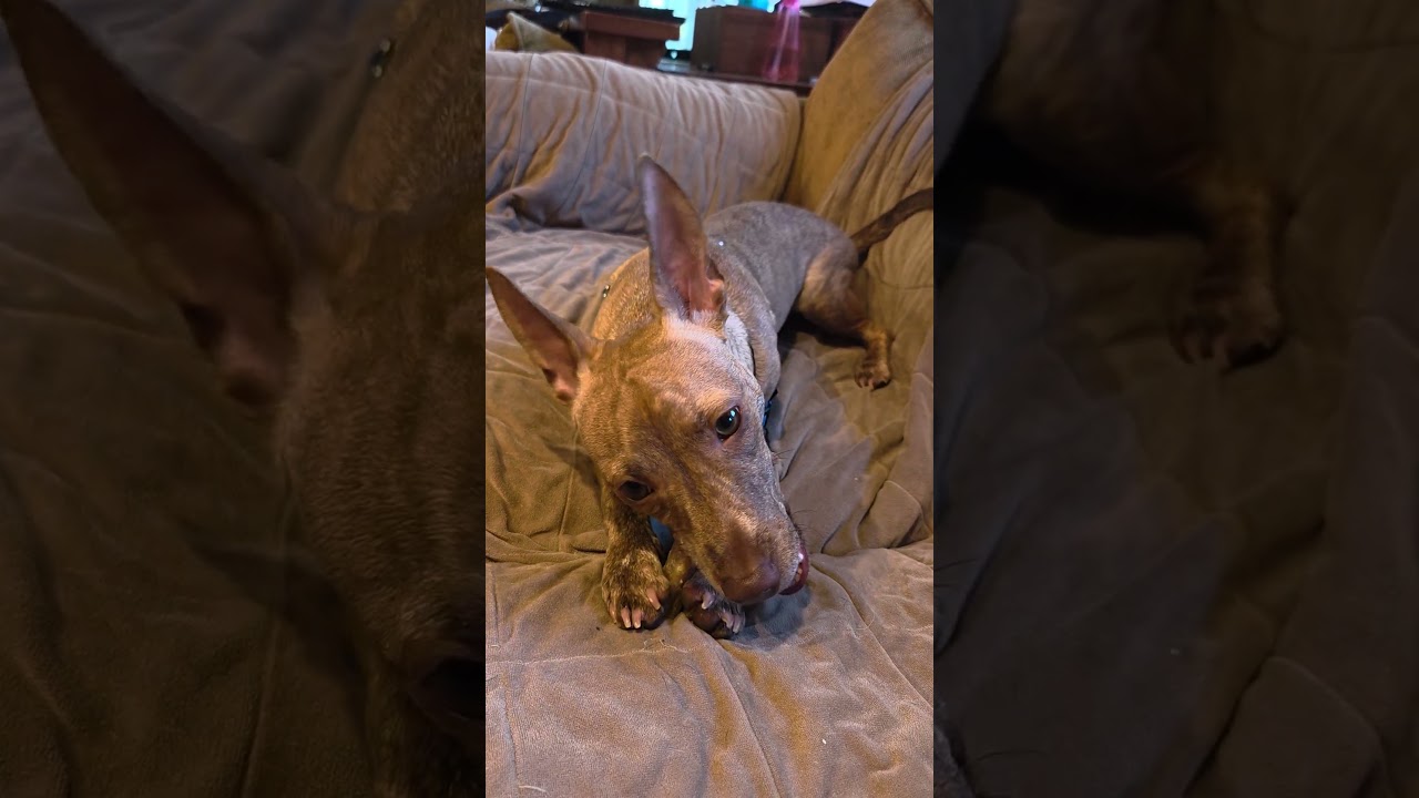 Enlarge Coco, a Adoptable mixed breed in Chicago, IL video 6/6