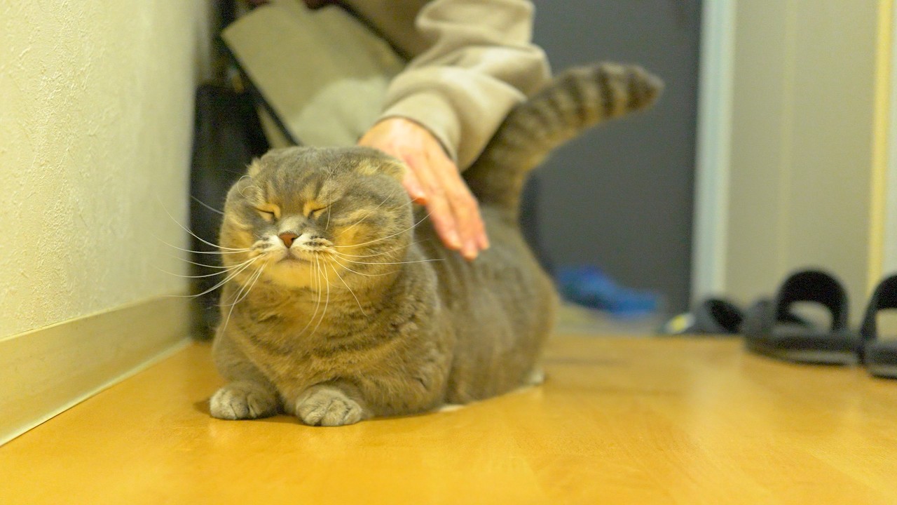 お留守番を頑張った猫、ママが帰った瞬間全力で撫でられにきた笑