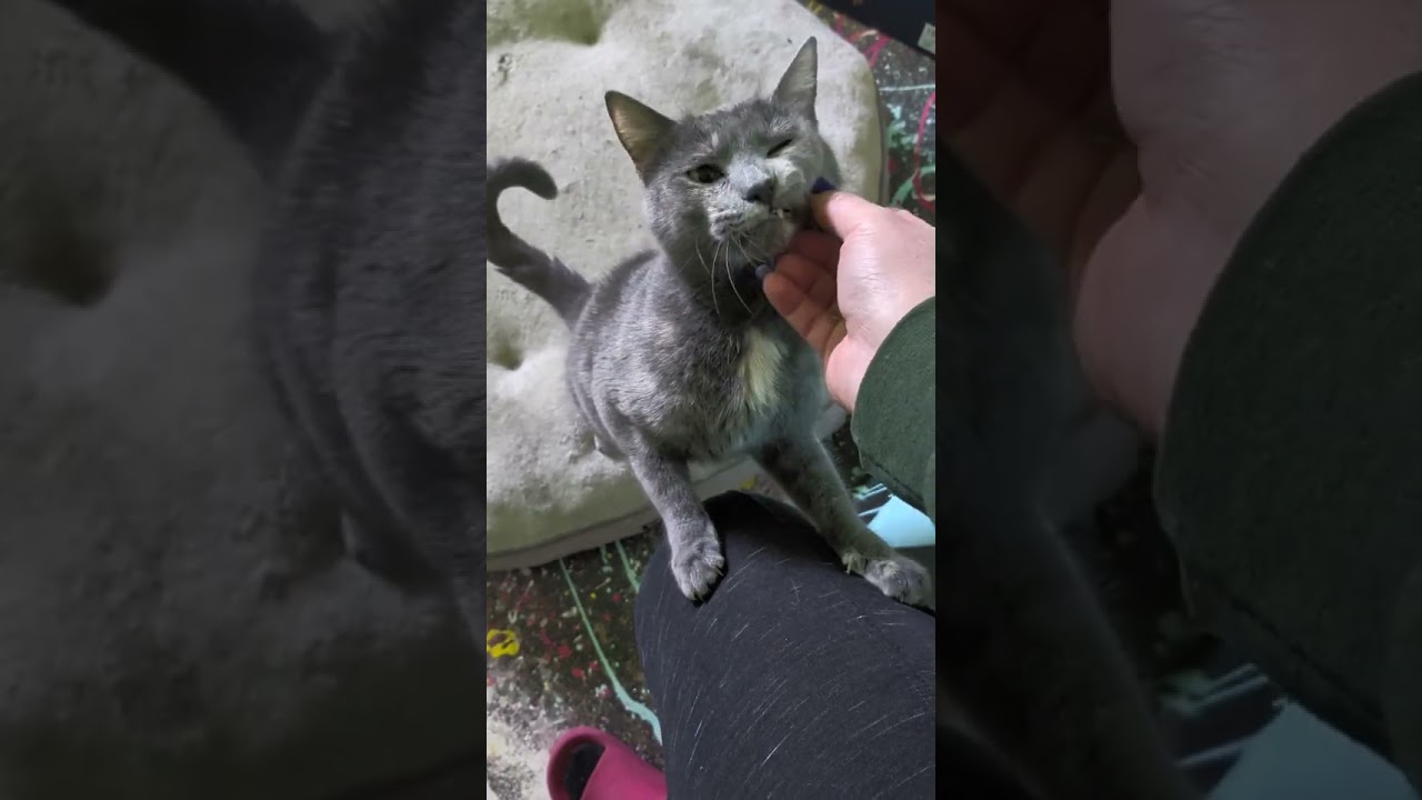 Braeburn, a Adoptable Domestic Short Hair in Columbia, MO video 4/5
