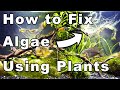 Best Aquarium Plants To Prevent Algae