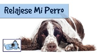 Musica para oerros, musica calmante para animales